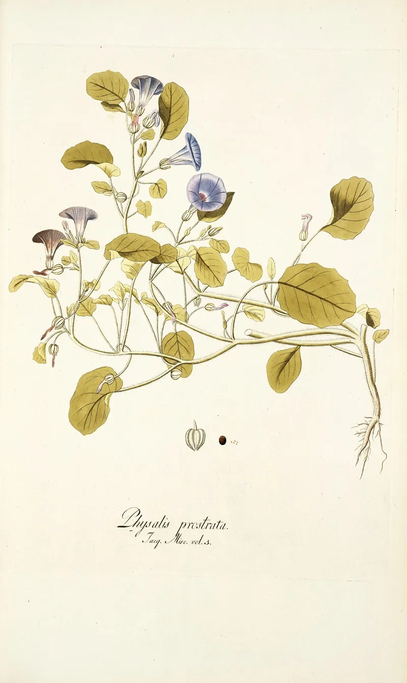 Physalis Prostrata Wall Art by Nikolaus Joseph Freiherr von Jacquin - High-Resolution Digital Print