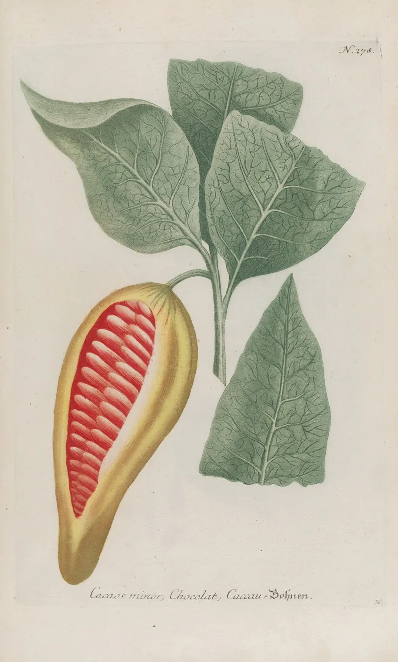 Phytanthoza Iconographia Pl 003 Wall Art by Johann Wilhelm Weinmann - High-Resolution Digital Print