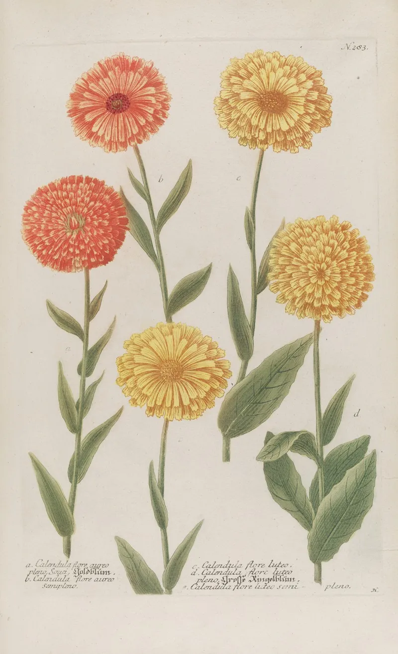 Phytanthoza Iconographia Pl 006 Wall Art by Johann Wilhelm Weinmann - High-Resolution Digital Print