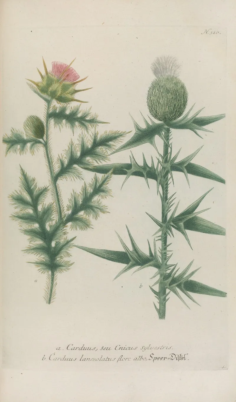 Phytanthoza Iconographia Pl 033 Wall Art by Johann Wilhelm Weinmann - High-Resolution Digital Print