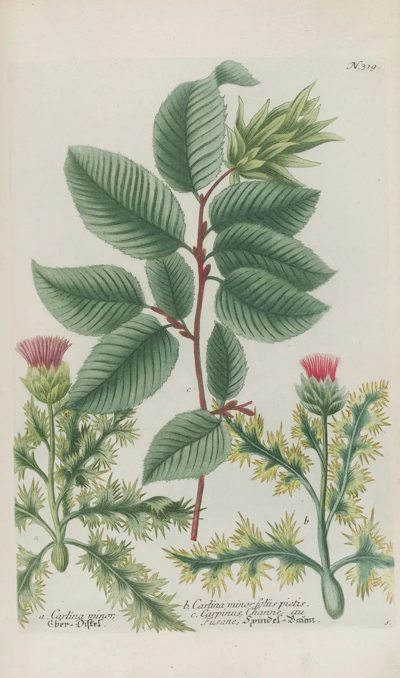 Phytanthoza Iconographia Pl 042 Wall Art by Johann Wilhelm Weinmann - High-Resolution Digital Print