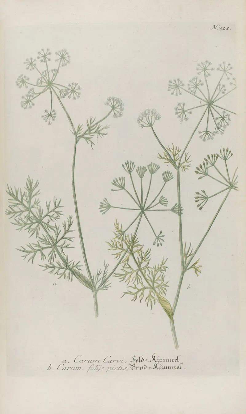 Phytanthoza Iconographia Pl 044 Wall Art by Johann Wilhelm Weinmann - High-Resolution Digital Print