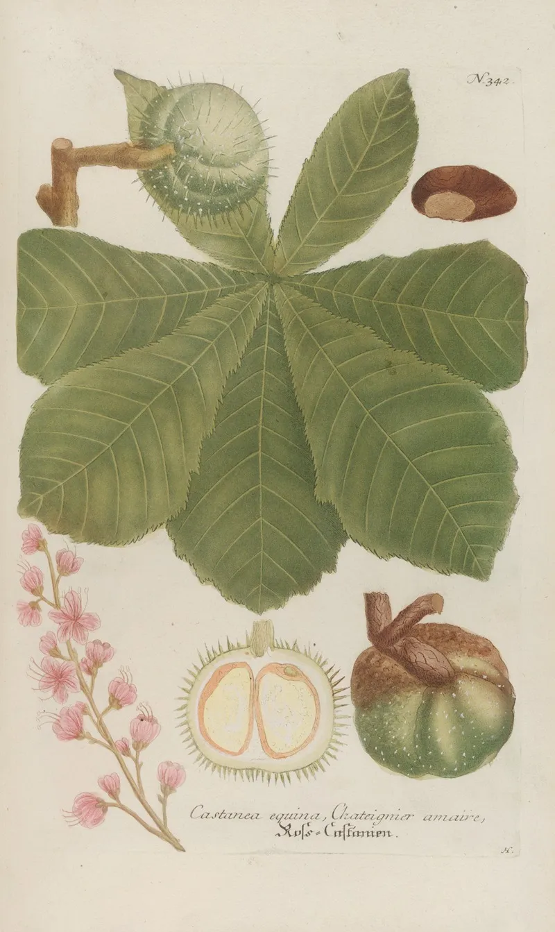 Phytanthoza Iconographia Pl 065 Wall Art by Johann Wilhelm Weinmann - High-Resolution Digital Print