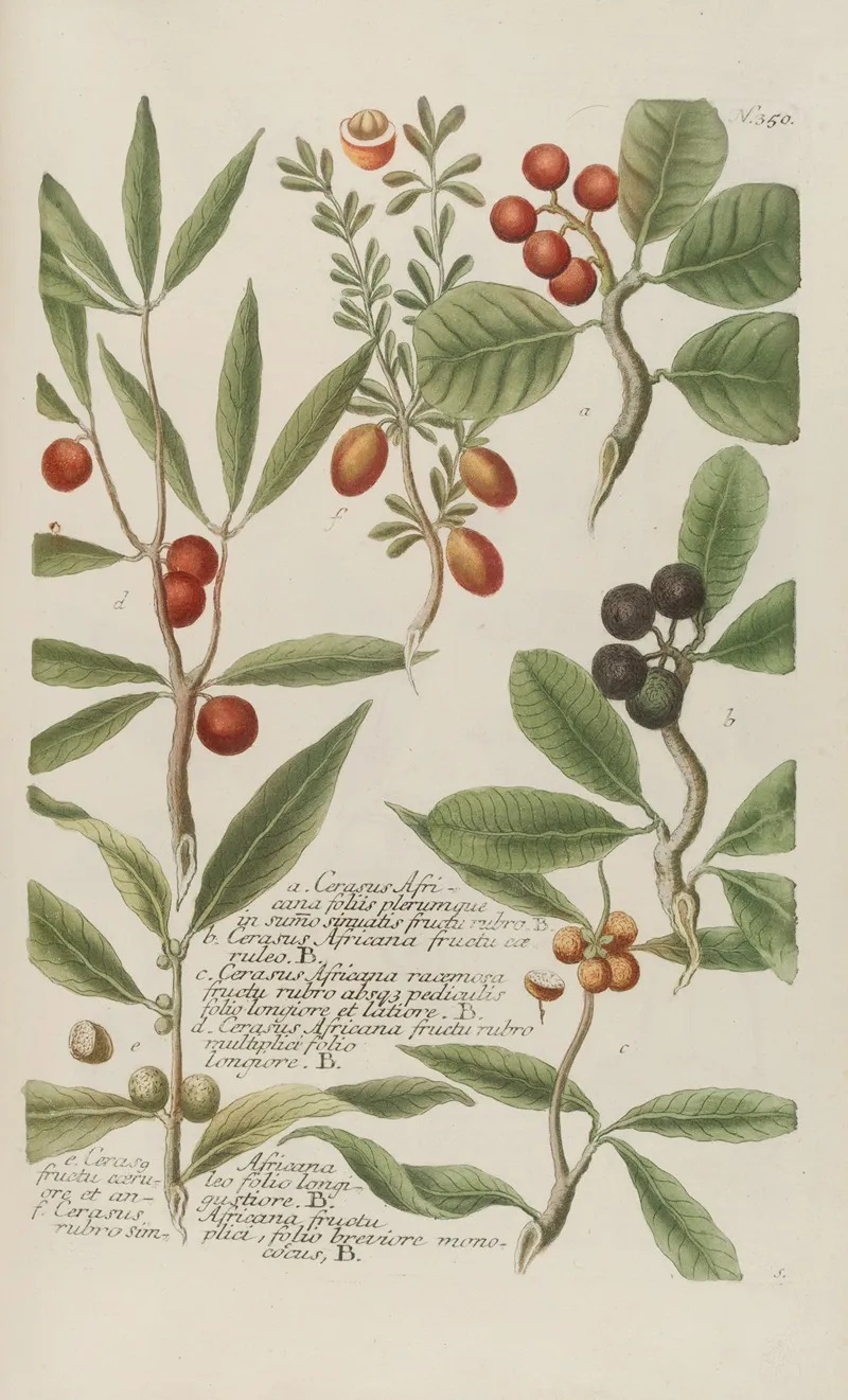 Phytanthoza Iconographia Pl 073 Wall Art by Johann Wilhelm Weinmann - High-Resolution Digital Print