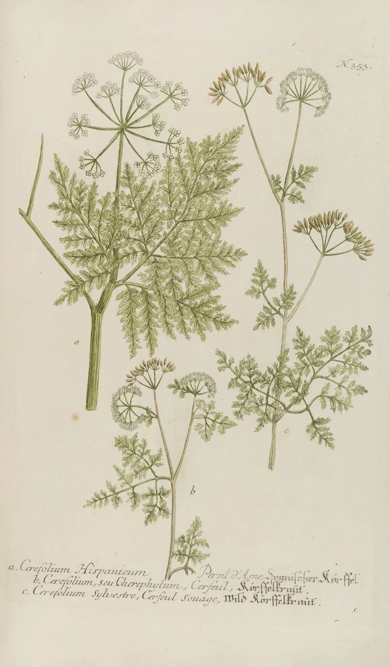 Phytanthoza Iconographia Pl 076 Wall Art by Johann Wilhelm Weinmann - High-Resolution Digital Print