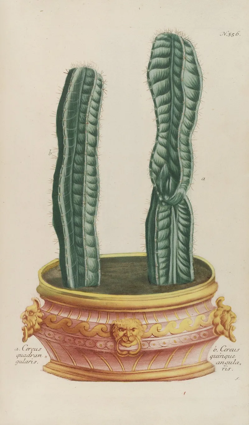 Phytanthoza Iconographia Pl 079 Wall Art by Johann Wilhelm Weinmann - High-Resolution Digital Print