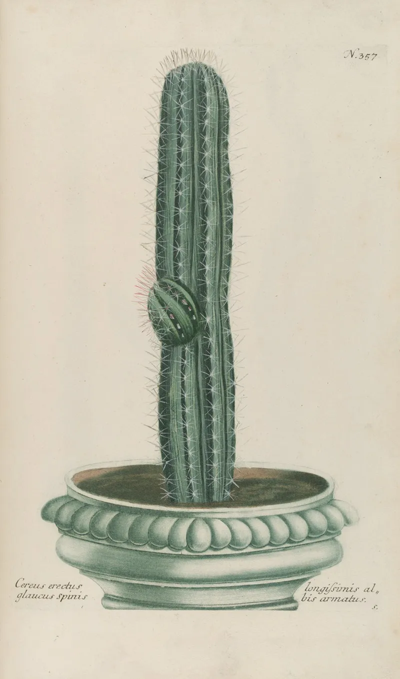Phytanthoza Iconographia Pl 080 Wall Art by Johann Wilhelm Weinmann - High-Resolution Digital Print