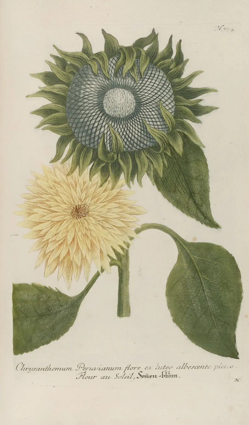Phytanthoza Iconographia Pl 097 Wall Art by Johann Wilhelm Weinmann - High-Resolution Digital Print