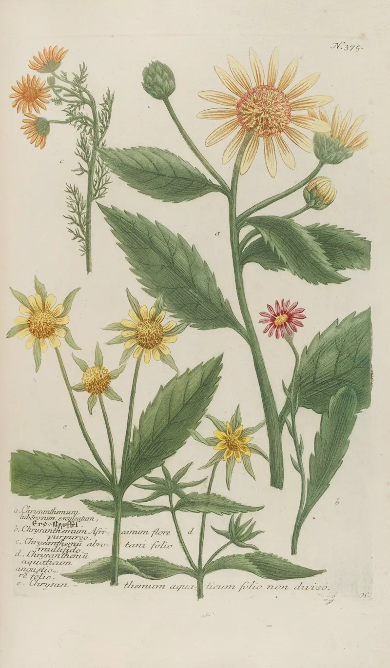 Phytanthoza Iconographia Pl 098 Wall Art by Johann Wilhelm Weinmann - High-Resolution Digital Print