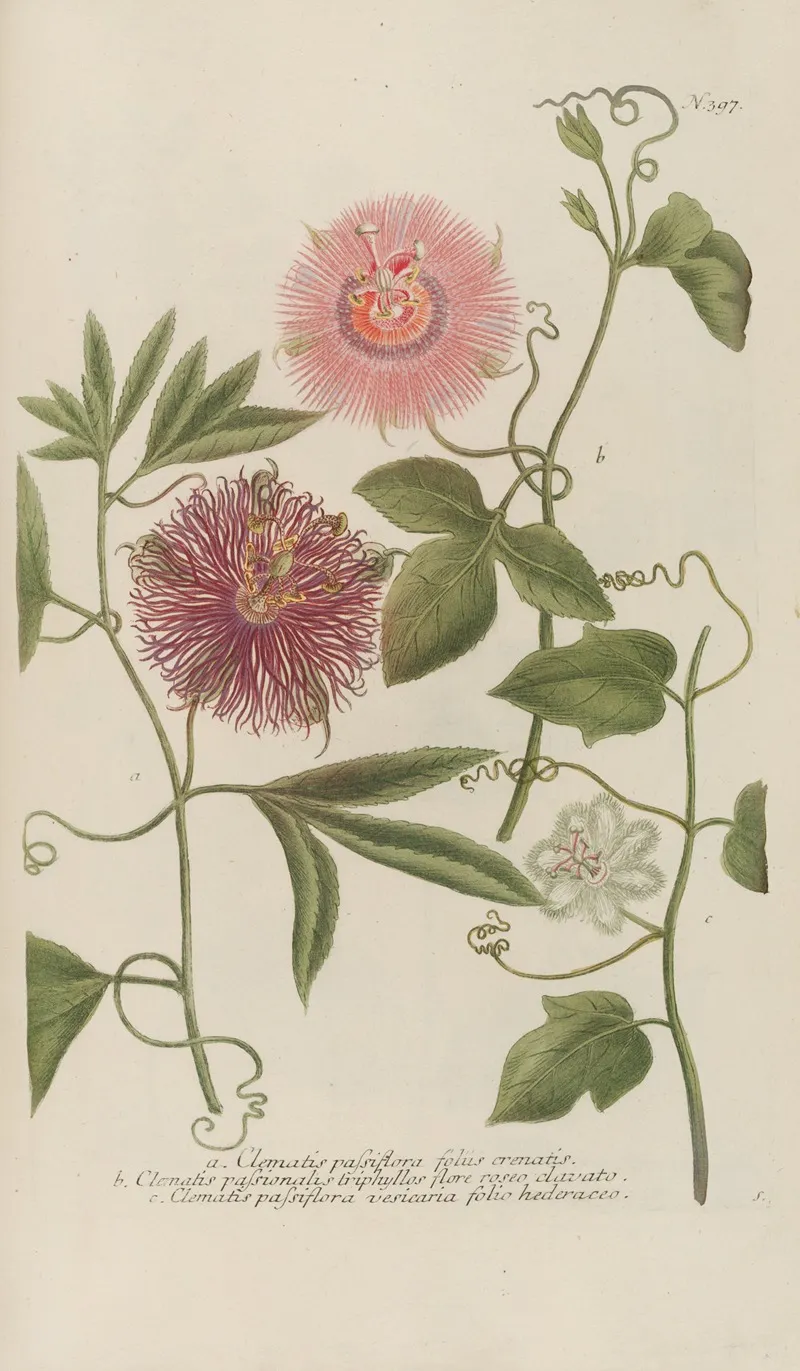 Phytanthoza Iconographia Pl 120 Wall Art by Johann Wilhelm Weinmann - High-Resolution Digital Print