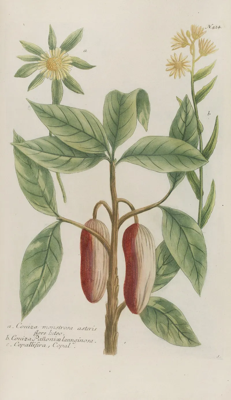 Phytanthoza Iconographia Pl 147 Wall Art by Johann Wilhelm Weinmann - High-Resolution Digital Print