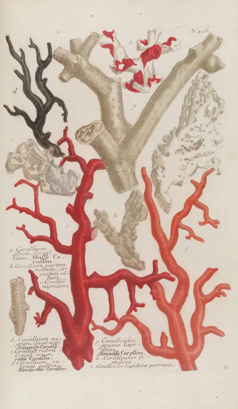 Phytanthoza Iconographia Pl 149 Wall Art by Johann Wilhelm Weinmann - High-Resolution Digital Print