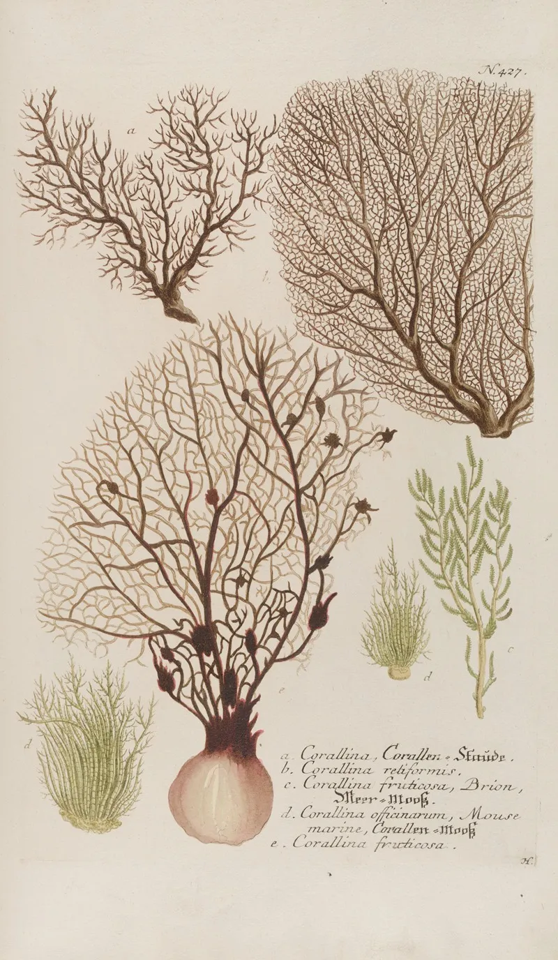 Phytanthoza Iconographia Pl 150 Wall Art by Johann Wilhelm Weinmann - High-Resolution Digital Print