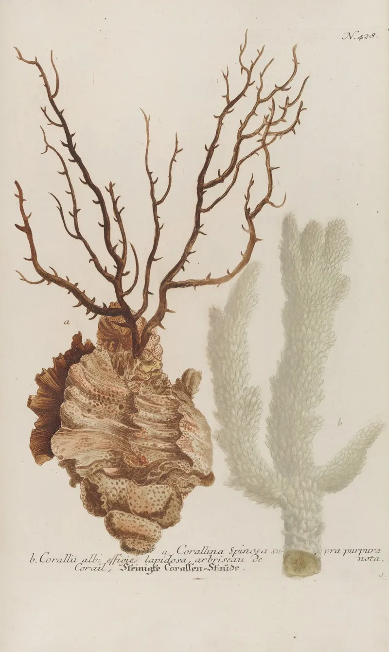 Phytanthoza Iconographia Pl 151 Wall Art by Johann Wilhelm Weinmann - High-Resolution Digital Print