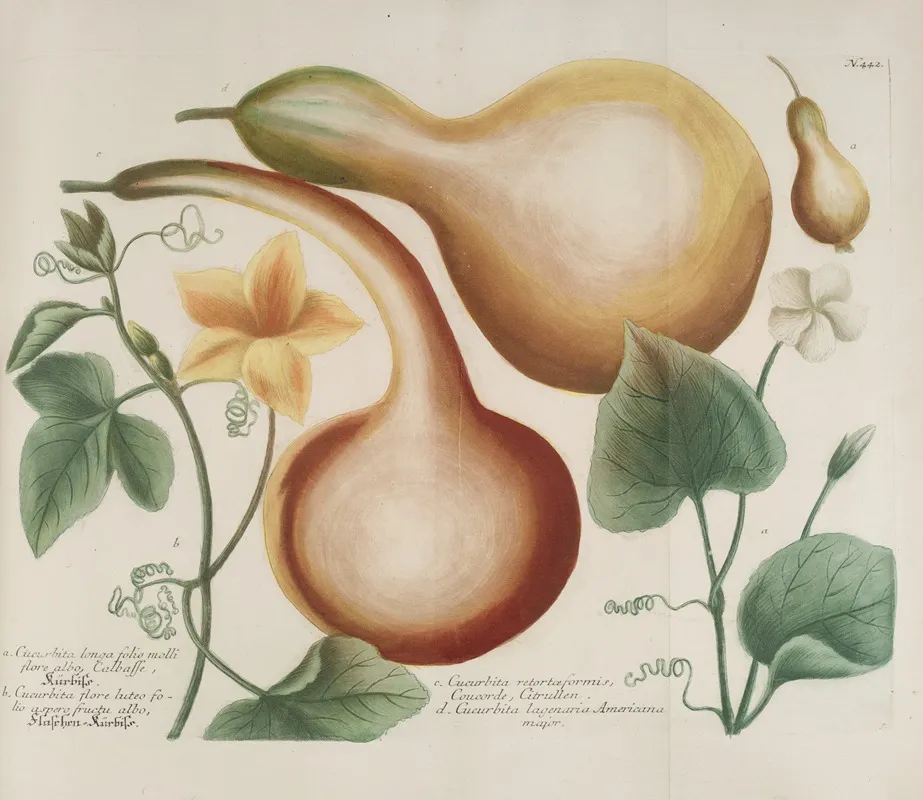 Phytanthoza Iconographia Pl 165 Wall Art by Johann Wilhelm Weinmann - High-Resolution Digital Print