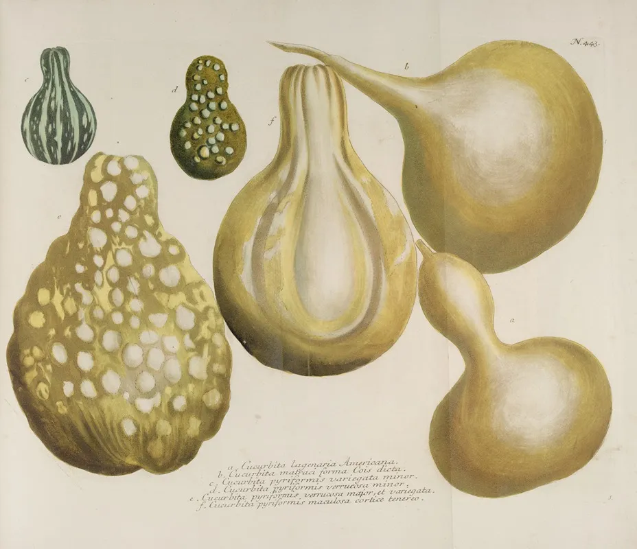 Phytanthoza Iconographia Pl 166 Wall Art by Johann Wilhelm Weinmann - High-Resolution Digital Print