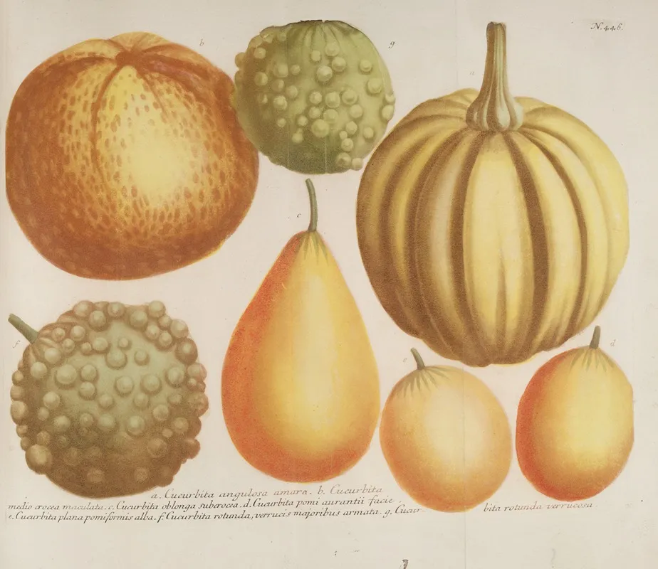 Phytanthoza Iconographia Pl 169 Wall Art by Johann Wilhelm Weinmann - High-Resolution Digital Print