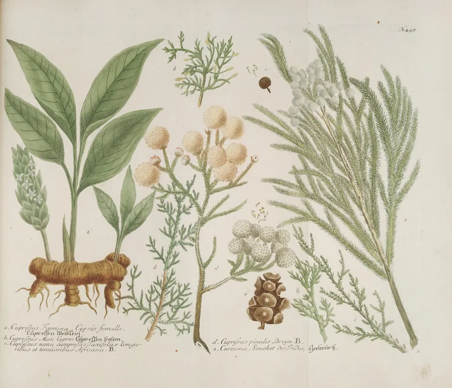 Phytanthoza Iconographia Pl 171 Wall Art by Johann Wilhelm Weinmann - High-Resolution Digital Print