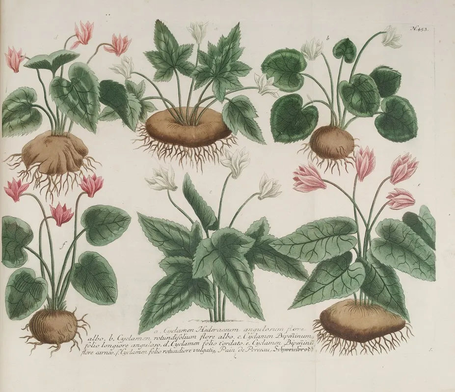 Phytanthoza Iconographia Pl 176 Wall Art by Johann Wilhelm Weinmann - High-Resolution Digital Print