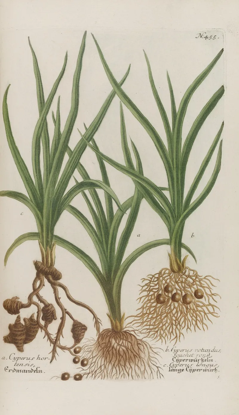 Phytanthoza Iconographia Pl 178 Wall Art by Johann Wilhelm Weinmann - High-Resolution Digital Print