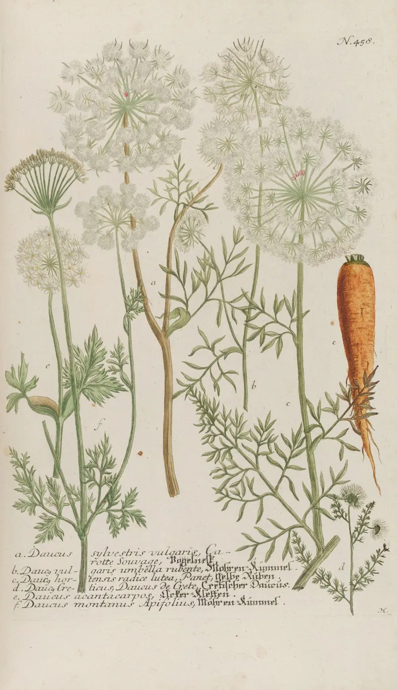 Phytanthoza Iconographia Pl 181 Wall Art by Johann Wilhelm Weinmann - High-Resolution Digital Print