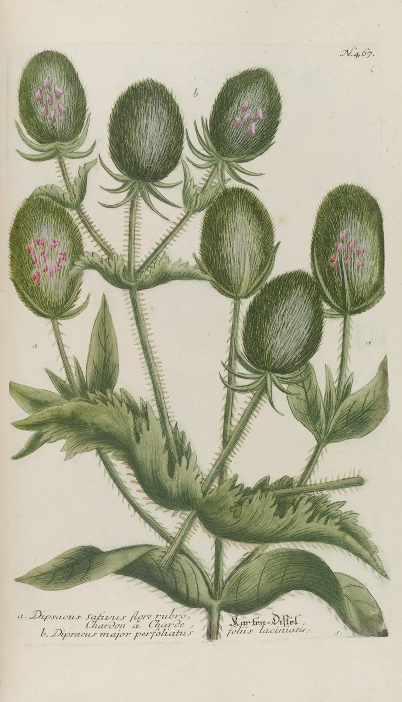 Phytanthoza Iconographia Pl 190 Wall Art by Johann Wilhelm Weinmann - High-Resolution Digital Print