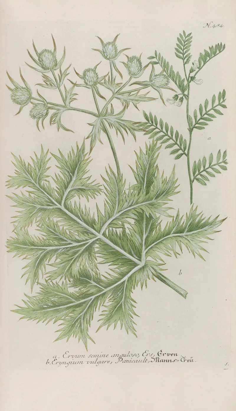 Phytanthoza Iconographia Pl 207 Wall Art by Johann Wilhelm Weinmann - High-Resolution Digital Print