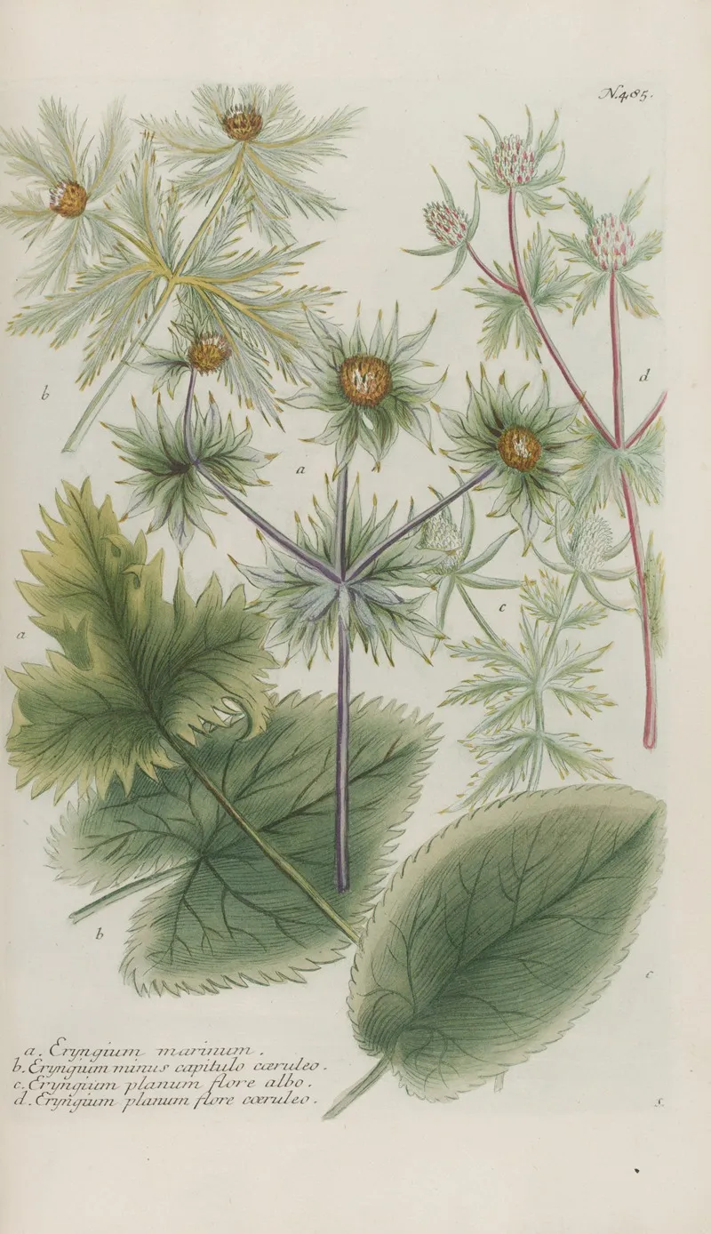 Phytanthoza Iconographia Pl 208 Wall Art by Johann Wilhelm Weinmann - High-Resolution Digital Print