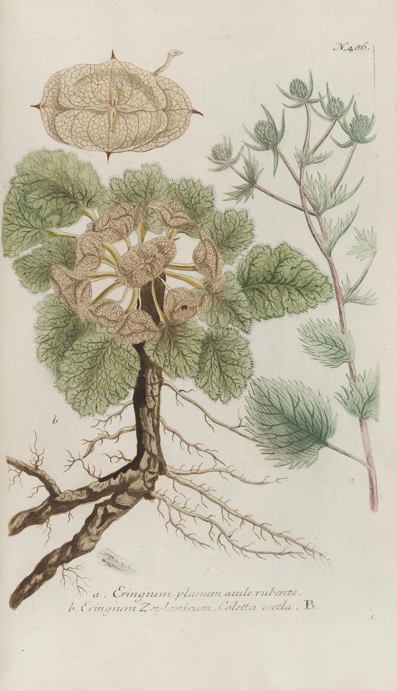 Phytanthoza Iconographia Pl 209 Wall Art by Johann Wilhelm Weinmann - High-Resolution Digital Print