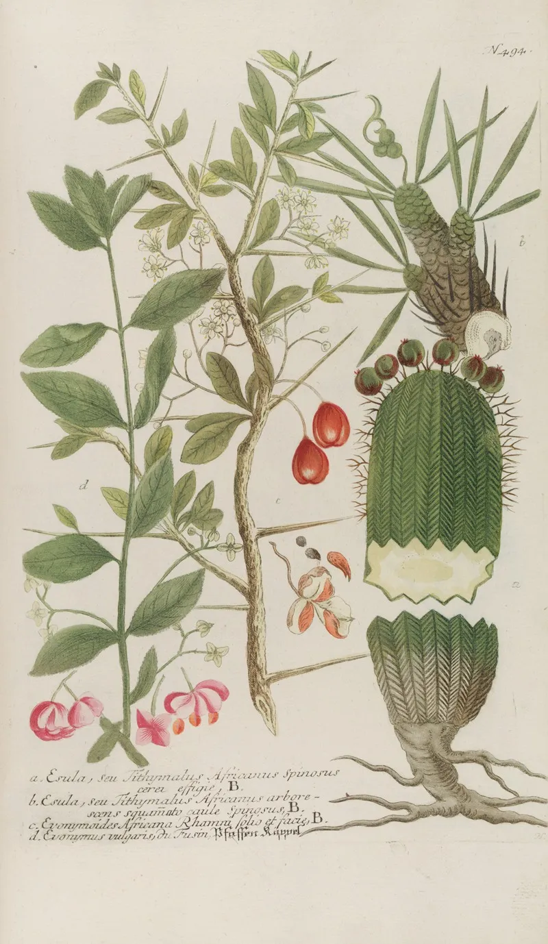 Phytanthoza Iconographia Pl 217 Wall Art by Johann Wilhelm Weinmann - High-Resolution Digital Print