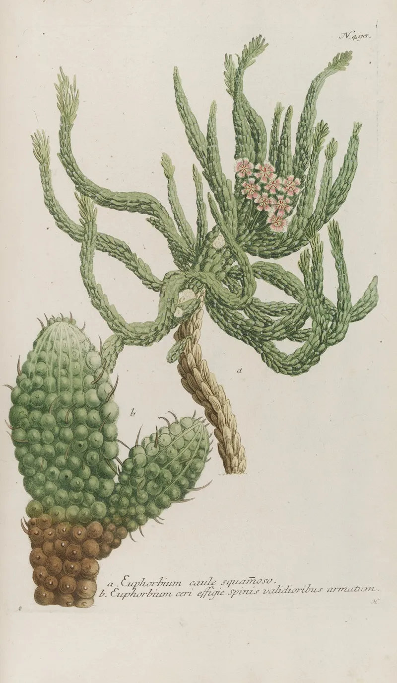 Phytanthoza Iconographia Pl 221 Wall Art by Johann Wilhelm Weinmann - High-Resolution Digital Print