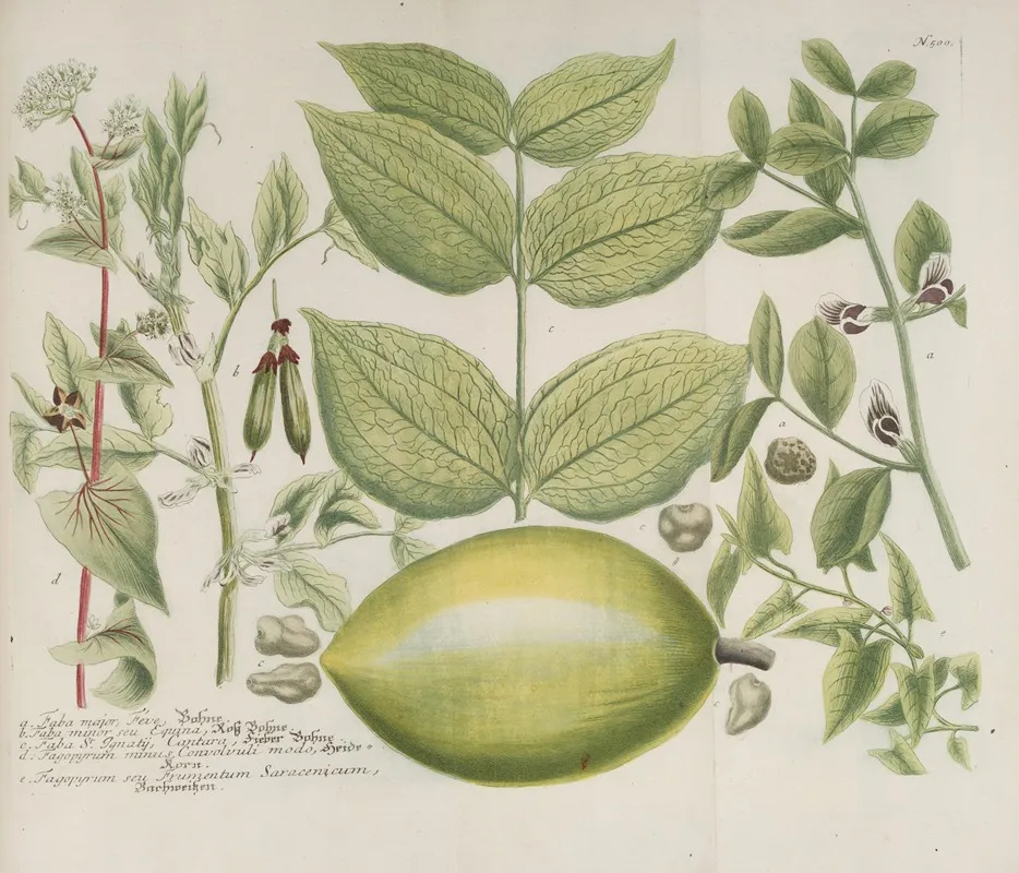 Phytanthoza Iconographia Pl 223 Wall Art by Johann Wilhelm Weinmann - High-Resolution Digital Print