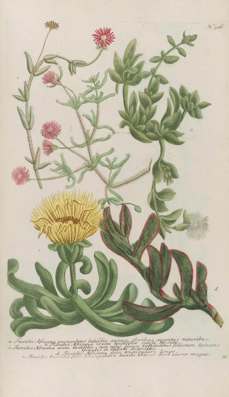 Phytanthoza Iconographia Pl 229 Wall Art by Johann Wilhelm Weinmann - High-Resolution Digital Print