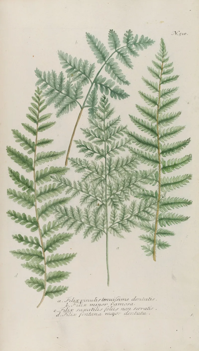 Phytanthoza Iconographia Pl 233 Wall Art by Johann Wilhelm Weinmann - High-Resolution Digital Print