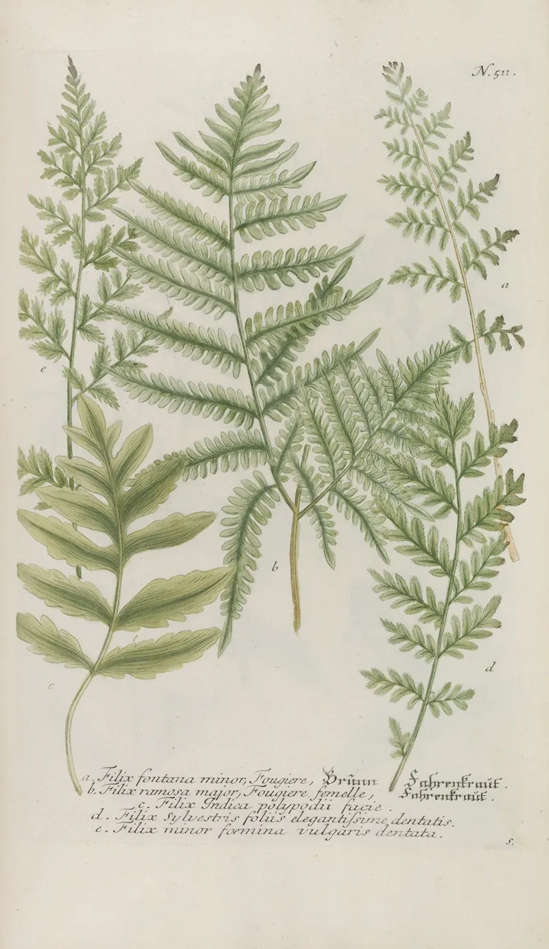 Phytanthoza Iconographia Pl 234 Wall Art by Johann Wilhelm Weinmann - High-Resolution Digital Print
