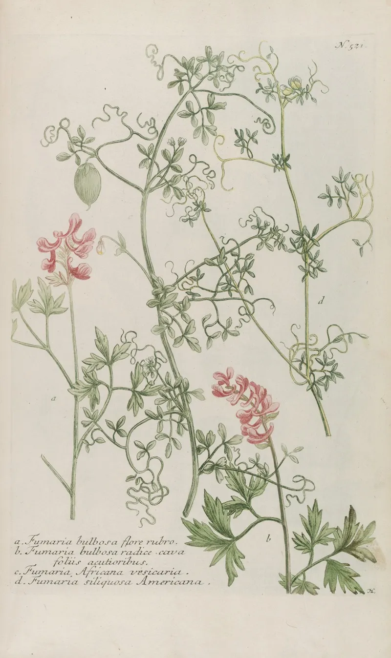 Phytanthoza Iconographia Pl 244 Wall Art by Johann Wilhelm Weinmann - High-Resolution Digital Print