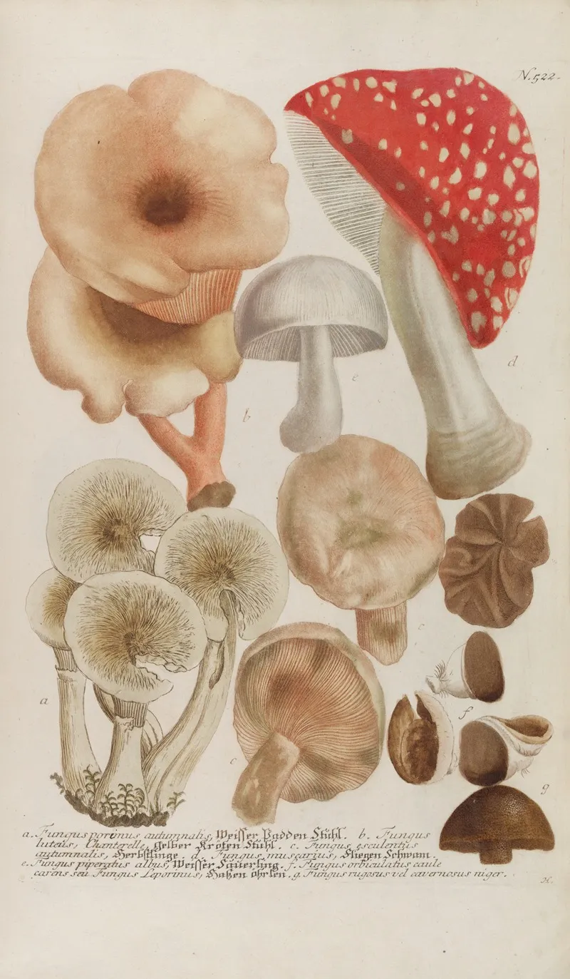 Phytanthoza Iconographia Pl 245 Wall Art by Johann Wilhelm Weinmann - High-Resolution Digital Print