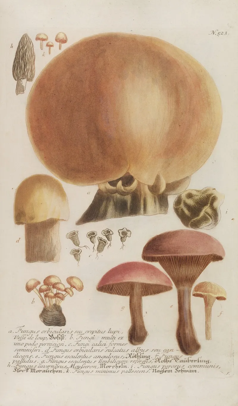 Phytanthoza Iconographia Pl 246 Wall Art by Johann Wilhelm Weinmann - High-Resolution Digital Print