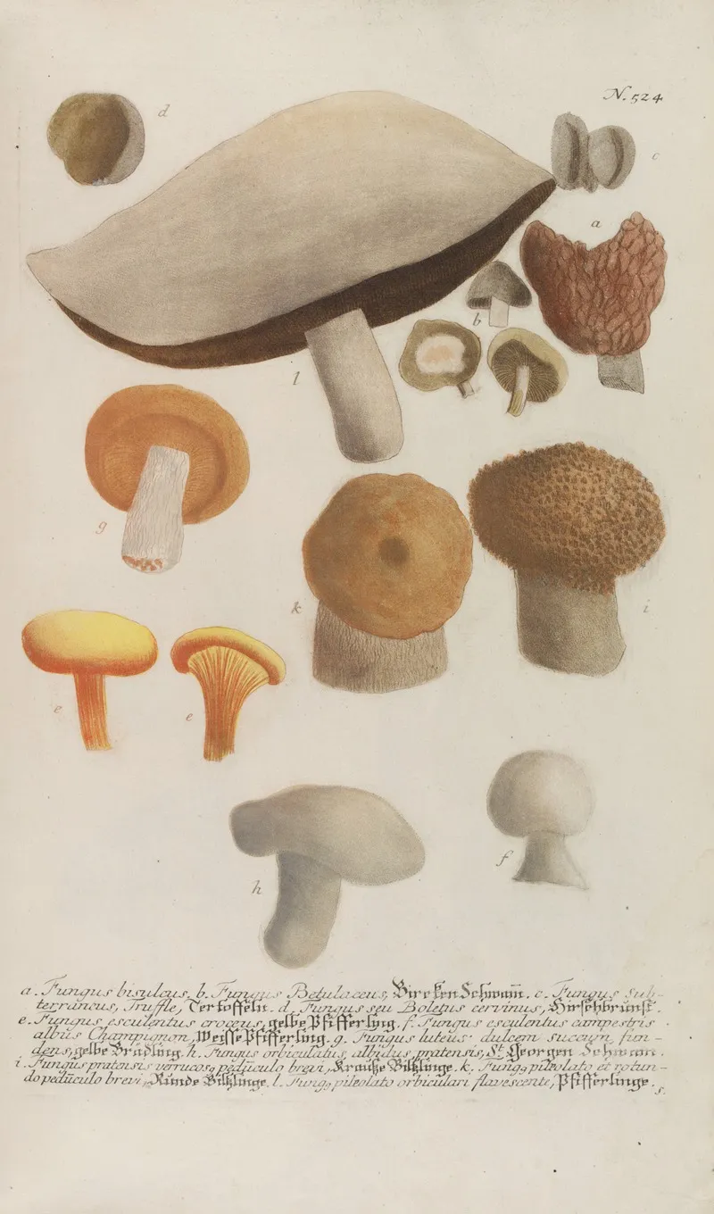 Phytanthoza Iconographia Pl 247 Wall Art by Johann Wilhelm Weinmann - High-Resolution Digital Print