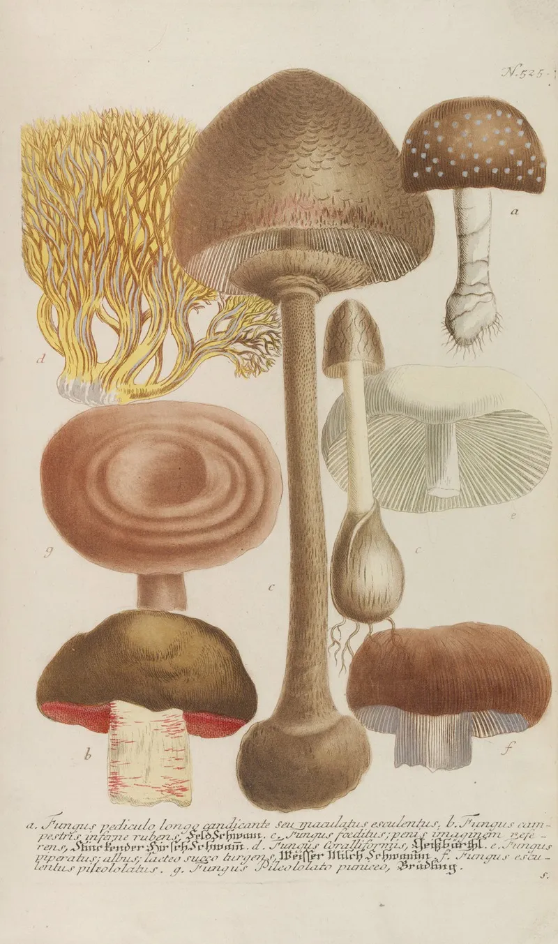 Phytanthoza Iconographia Pl 248 Wall Art by Johann Wilhelm Weinmann - High-Resolution Digital Print