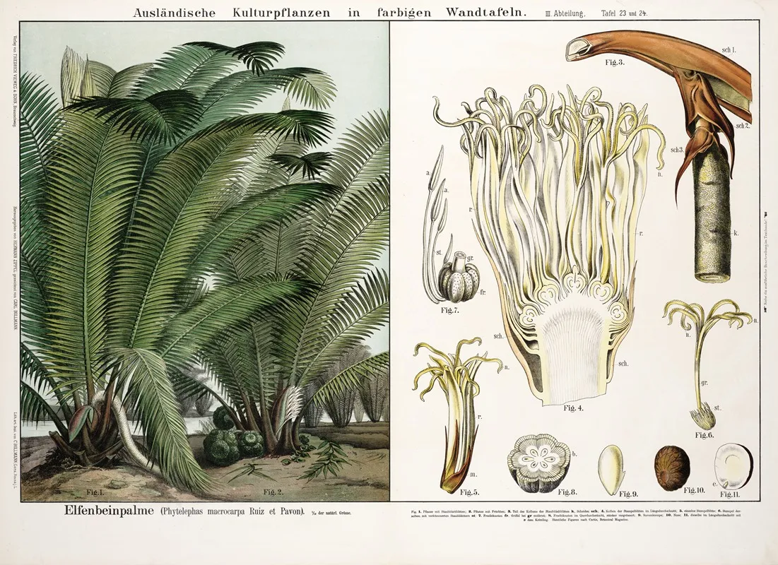 Phytelephas Macrocarpa Ivoorpalm Wall Art by Hermann Zippel - High-Resolution Digital Print
