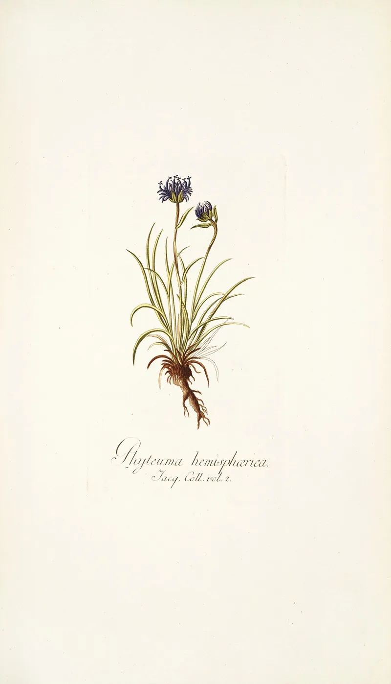 Phyteuma Hemisphaerica Wall Art by Nikolaus Joseph Freiherr von Jacquin - High-Resolution Digital Print