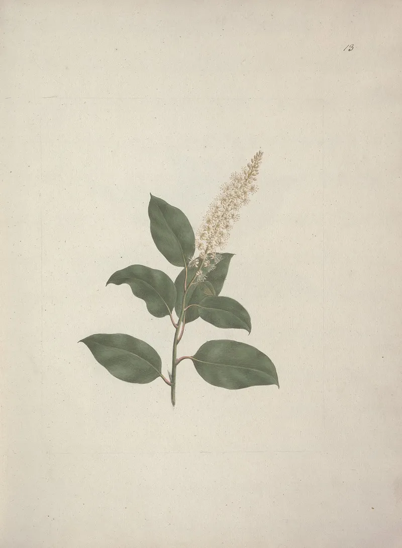 Phytolacca Dodecandra Lherit Pokeberry