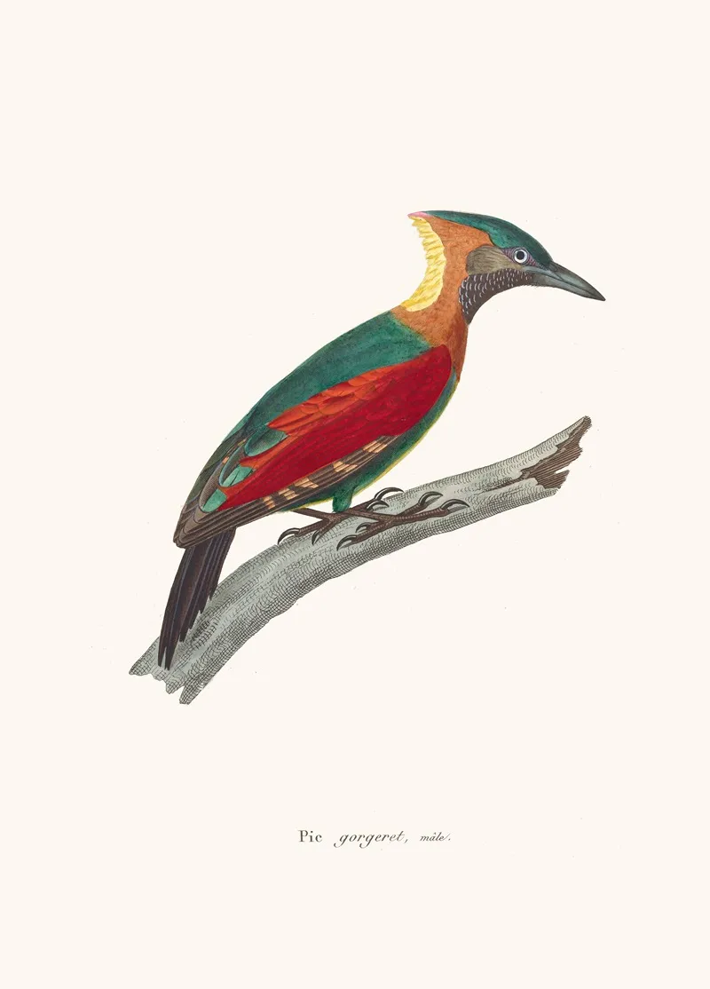 Pic Gorgeret Wall Art by Coenraad Jacob Temminck - High-Resolution Digital Print