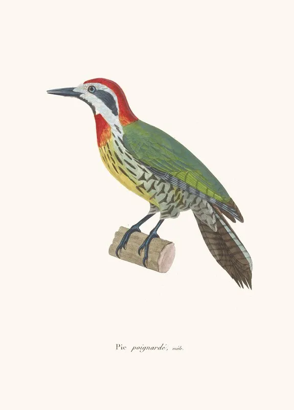 Pic Poignarde 2 Wall Art by Coenraad Jacob Temminck - High-Resolution Digital Print
