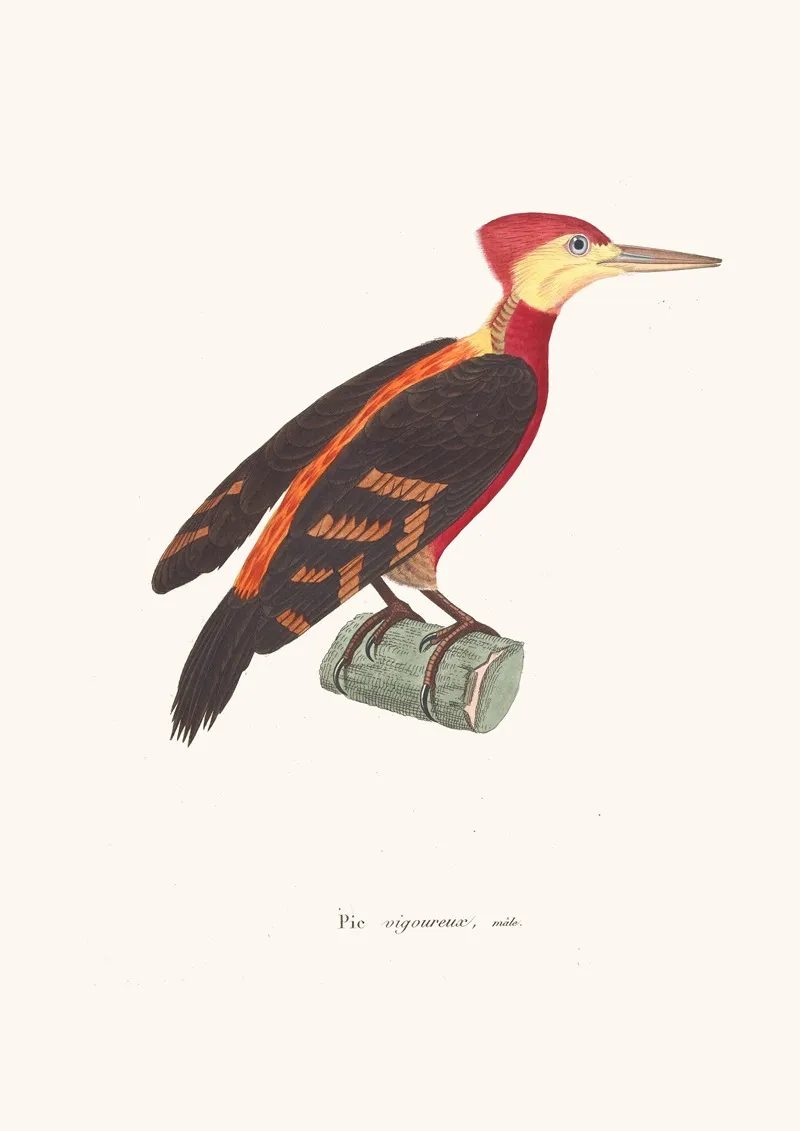 Pic Vigoureux Male Wall Art by Coenraad Jacob Temminck - High-Resolution Digital Print