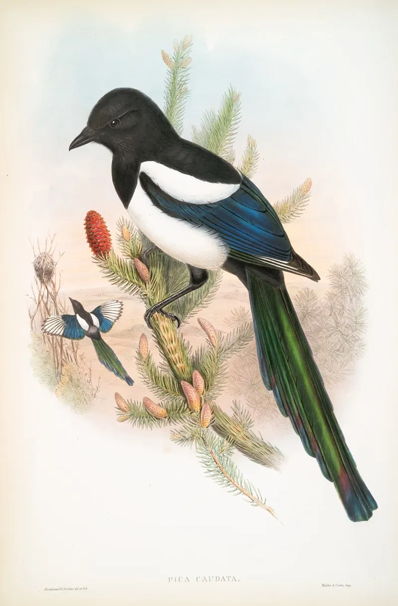 Pica Caudata Magpie Wall Art by John Gould - High-Resolution Digital Print