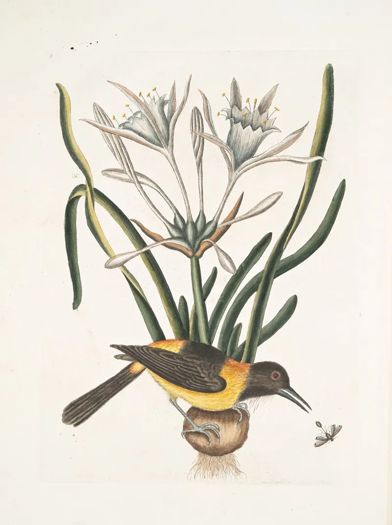 Pica Luteo Nigra Varia The Yellow And Black Pye Lilio Narcissus Polianthus Vespa Ichneumon Coerulea Wall Art by Mark Catesby - High-Resolution Digital Print