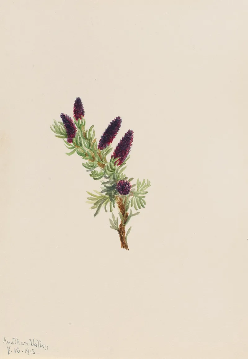 Picea Engelmanni