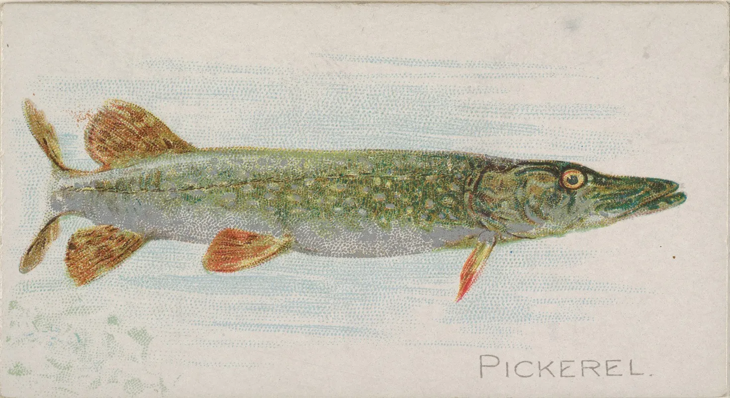 Pickerel Wall Art by Allen &amp; Ginter - High-Resolution Digital Print